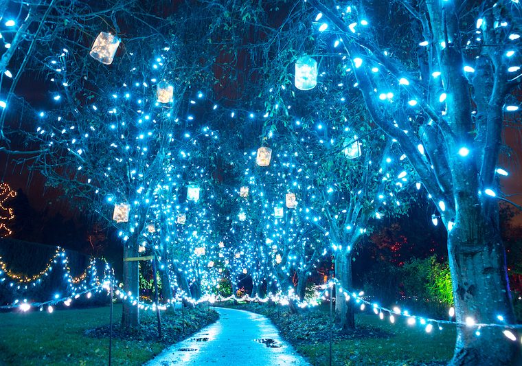 Lights in trees at night