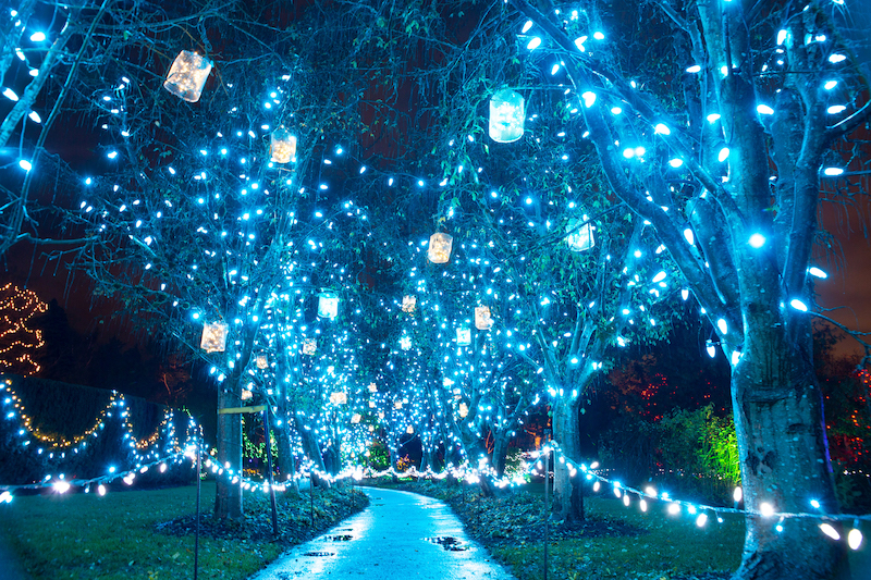 Lights in trees at night