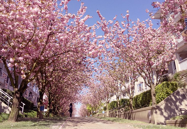 Cherry blossom trees in bloom lined down street