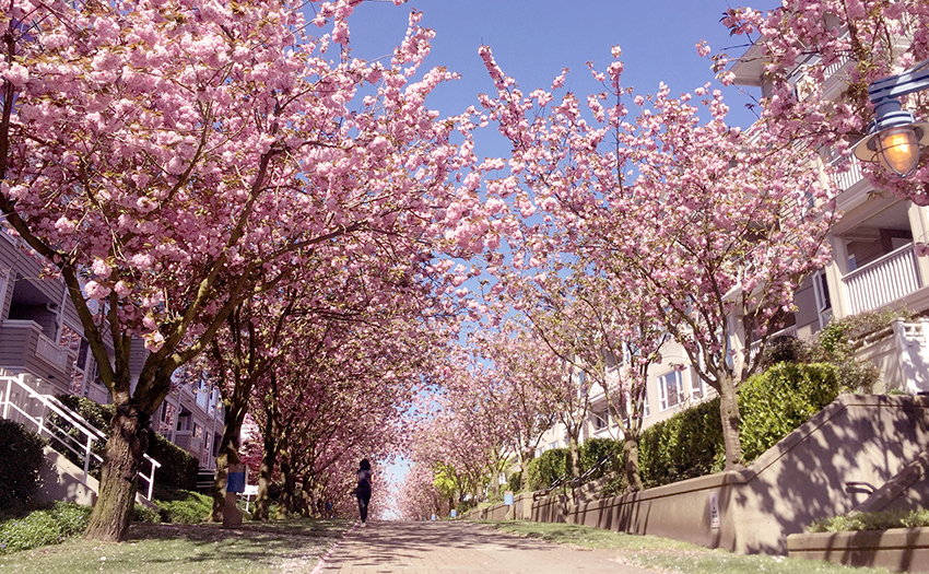 Cherry blossom trees in bloom lined down street