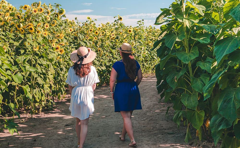 Two women walking down a path between tall sunflowers.