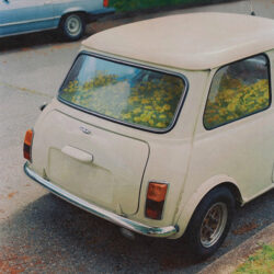 Said The Whale's album cover art for Dandelion.